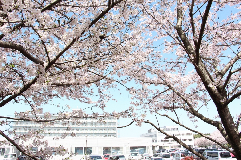 桜の季節